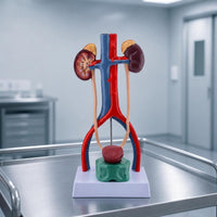 Human body part Model Detailed body part Model Realistic for Teachers, Doctors, Classroom, Health Center