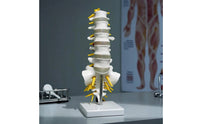 Human Spine Model Vertebrae Model Anatomical for Classroom