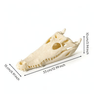 Skull Realistic Head with Open Jaw Easy to Clean for Study