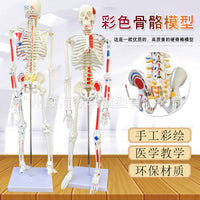 85CM人体骨骼带神经带椎间盘模型 骨架附肌肉起止点着色模型 神经