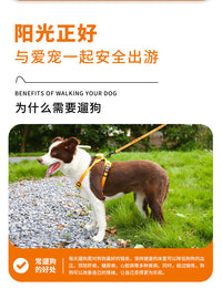 Adjustable Dog Harness and Leash Set with Carrot Design