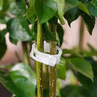绿植果树植物固定夹卡扣藤蔓固定器秧苗爬藤支撑杆果蔬秧苗吊夹
