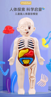 Simulated Human Skeleton Model Teaching Set STEAM Science Education DIY Assembly Toy for Students