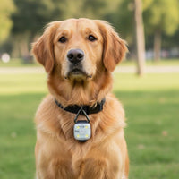 Rechargeable Dog Walking Light Long Battery Life LED Pet Collar Light