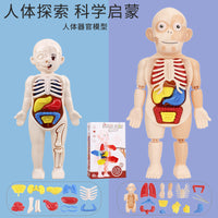 Simulated Human Skeleton Model Teaching Set STEAM Science Education DIY Assembly Toy for Students