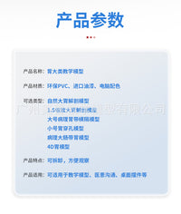 教学仿真人体胃解剖模型胃放大胃部疾病演示病理胃带横隔胃的穿孔