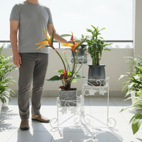 3 Tier Plant Stand European Design 3-Tier Plant Stand Maple Foliage Accent
