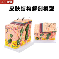皮肤结构解剖模型教学组织层次立体构造 微整形缝合 美容医学模型