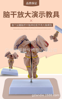 Magnified Brainstem Model with Midbrain, Pons, Medulla, Diencephalon and Cranial Nerves