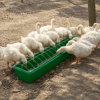 poultry feeder
