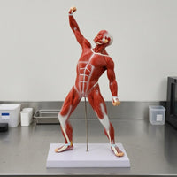 Full-Body Muscle Model Desktop Display Human Muscle Physiological Model PVC