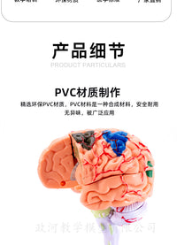 教学仿真人体大脑解剖模型脑动脉构造脑神经脑模具脑功能区域色分