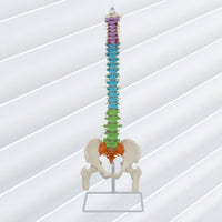 Human Skeleton Model Demonstration Skeleton Model with Stand Educational for Medical Students, Teachers, Classroom, Scientific Workspace, Office