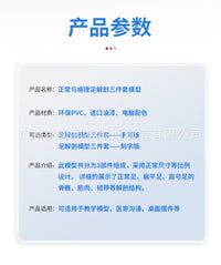 正常足 扁平足 弓型足 模型 足部病理模型人体足部肌肉解剖模型