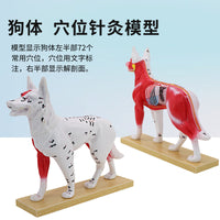 狗体针灸模型 猫体解剖模型 高还原度中医动物针灸犬常用穴位教具