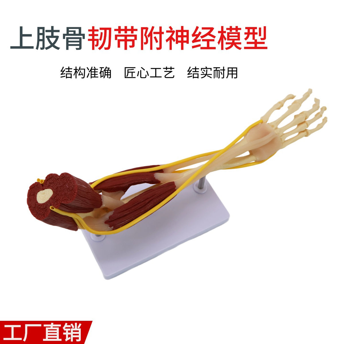 Muscle with Nerves