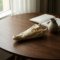 Skull Realistic Head with Open Jaw Easy to Clean for Study