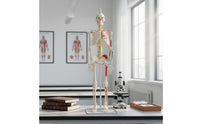 Flexible Spine Skeleton Model Nerve Features Flexible Skeleton Model