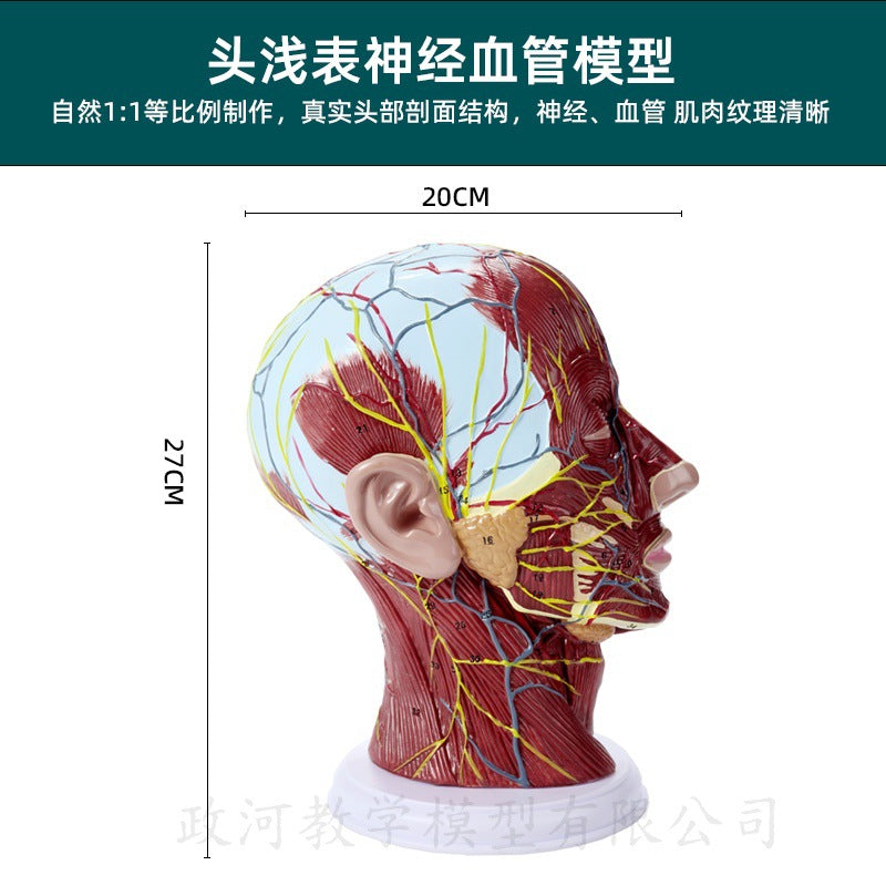 Neurovascular Model