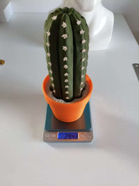 CactiChess Roll-Up Cactus Chess Set