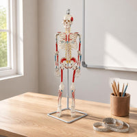 Flexible Spine Skeleton Model Nerve Features Flexible Skeleton Model