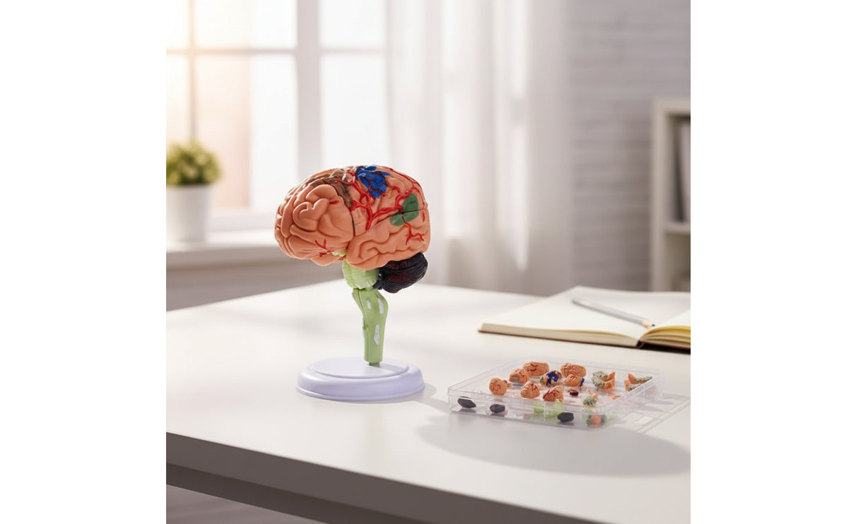 Compact Brain Model with Display Stand