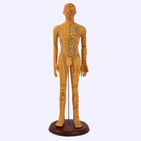 Acupuncture Point Human Body Model with Meridians for Teaching
