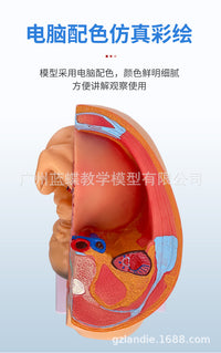Fetal Development Process Model Embryo Family Planning Model Fetal Development Process Model Uterus Anatomy
