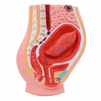 Postpartum Pelvis Model Sectional Teaching Aid Realistic Colors for Classroom