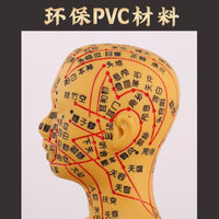 人体针灸模型人经络穴位中医全身十二铜人模特图可扎针练习小皮人