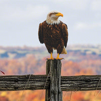 Metal Garden Animal Decorative Stake - Bird and Eagle