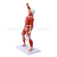 人体浅层肌肉解剖 肌肉人 躯干解剖模型50CM人体全身肌肉解剖模型