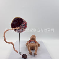 胎儿血液循环模型 出生婴儿脐带胎盘模型 婴儿内脏 可拆卸组装