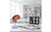 Color-Coded Brain Model with Labels