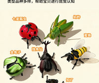 跨境儿童仿真昆虫模型立体益智动物玩具早教认知男孩礼物螳螂发条