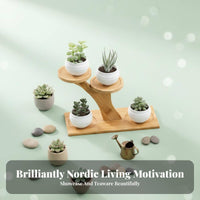 Multi-Level Succulent Rack Staggered Levels Multi-Tier Tabletop Stand for Desk