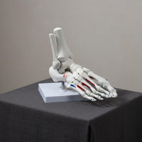 Structural Joint Model Detailed Display Life Size Joint Skeleton Mounted on Stand Human Foot Skeleton Model for Doctors