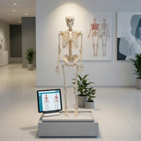 Human Skeleton Model Full-Body Skeleton Model with Stand Structural for Medical Students, Teachers, Classroom, Research Facility