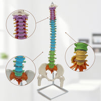 Human Skeleton Model Demonstration Skeleton Model with Stand Educational for Medical Students, Teachers, Classroom, Scientific Workspace, Office
