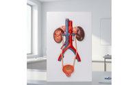 Human body part Model Detailed body part Model Realistic for Teachers, Doctors, Classroom, Health Center