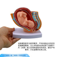 妇产科 女性盆腔附足月胎儿模型 妊娠发育九个月胎儿子宫生殖模型