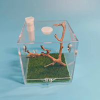Jumping Arachnid Terrarium High Clarity Arthropod Terrarium Habitat Dimensional