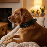 Padded Training Gear for Canines, Nylon Adjustable Buckle Design, Comfortable Neck Strap for Medium Large Sized Breeds