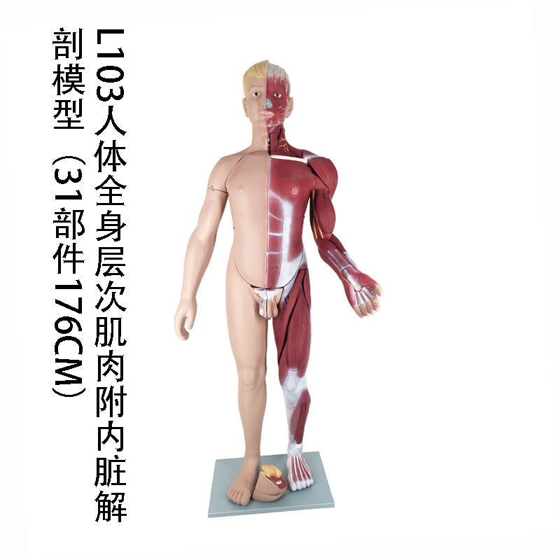 L103 Layered Muscle