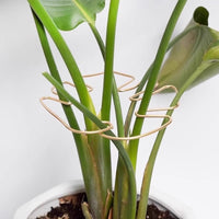 Plant Support Stakes for Monstera, Bird of Paradise, and Other Plants