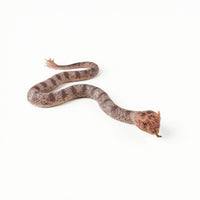 Animal Figurine Detailed Animal Model Display Ornament Realistic Figurines Sculpted for Students, Home Decoration, Classroom
