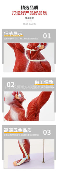 人体浅层肌肉解剖 肌肉人 躯干解剖模型50CM人体全身肌肉解剖模型