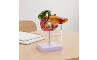 Digestive System Pathology Model Display Pancreas Duodenum Gallbladder Model PVC Material Teaching Aid for Physician's Office