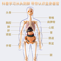 Human Body Structure Model with Organs and Skeleton for Educational Toy