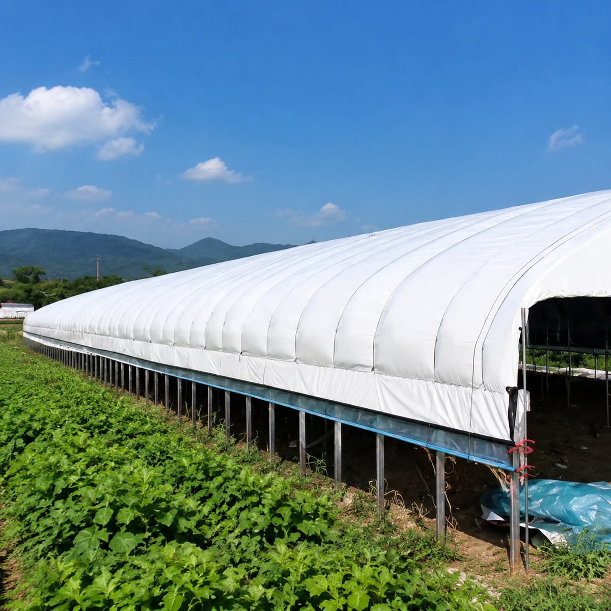 Black and White Greenhouse Film, Light Blocking, Waterproof, for Shrimp Farm and Indoor Cultivation